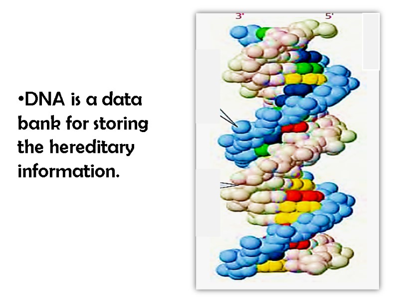 DNA is a data bank for storing the hereditary information.